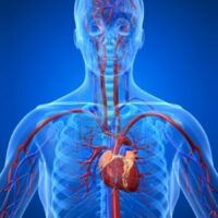 Anatomy & Physiology Level 3